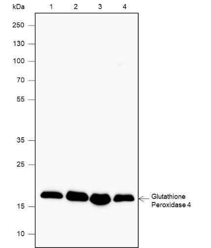 Anti-Human/Rat/Mouse Glutathione Peroxidase 4 Antibody [A587] - ABMIUM