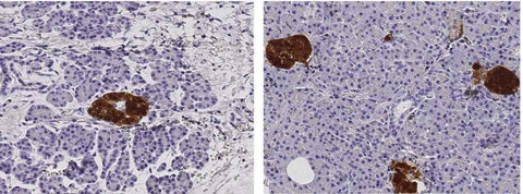 Anti-Human SCGN Antibody [B171] - ABMIUM