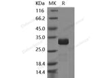 > 85 % as determined by reducing SDS-PAGE.