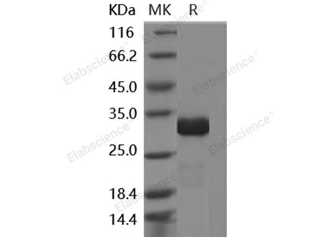 > 85 % as determined by reducing SDS-PAGE.