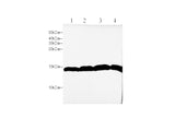 Anti-Human/Mouse/Rat H3C1 Antibody - ABMIUM