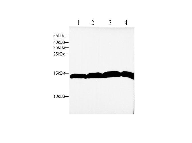 Anti-Human/Mouse/Rat H3C1 Antibody - ABMIUM