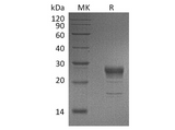 > 90 % as determined by reducing SDS-PAGE.