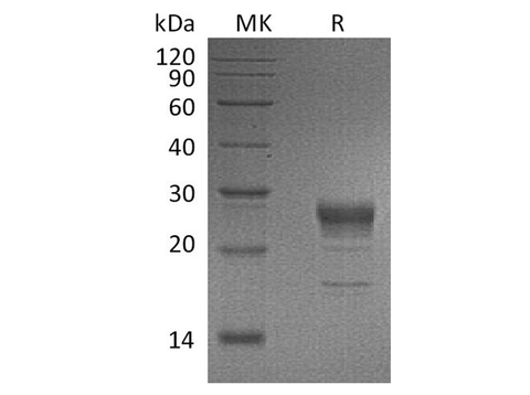 > 90 % as determined by reducing SDS-PAGE.
