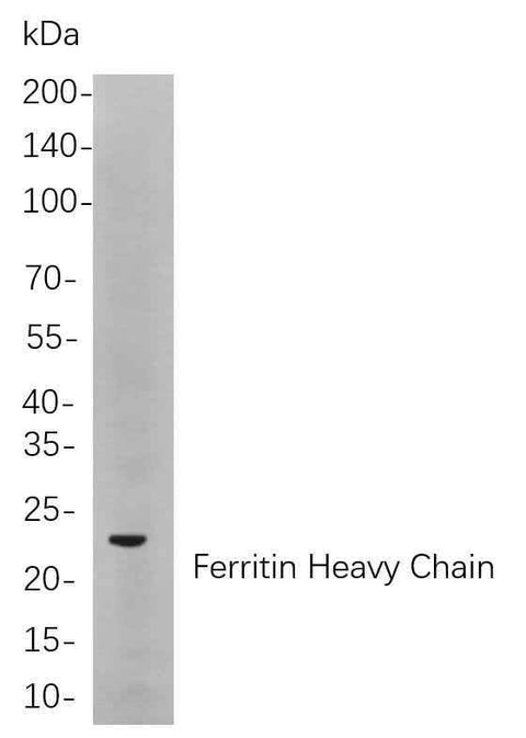 Anti-Human/Mouse/Rat Ferritin heavy chain Antibody [B860] - ABMIUM