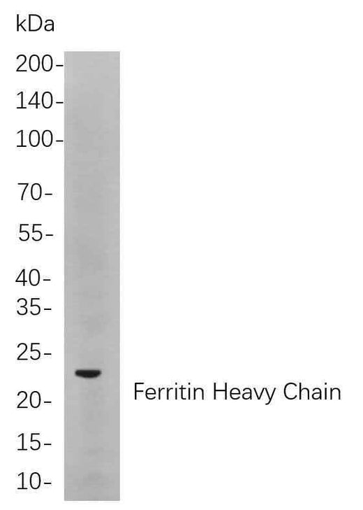 Anti-Human/Mouse/Rat Ferritin heavy chain Antibody [B860] - ABMIUM