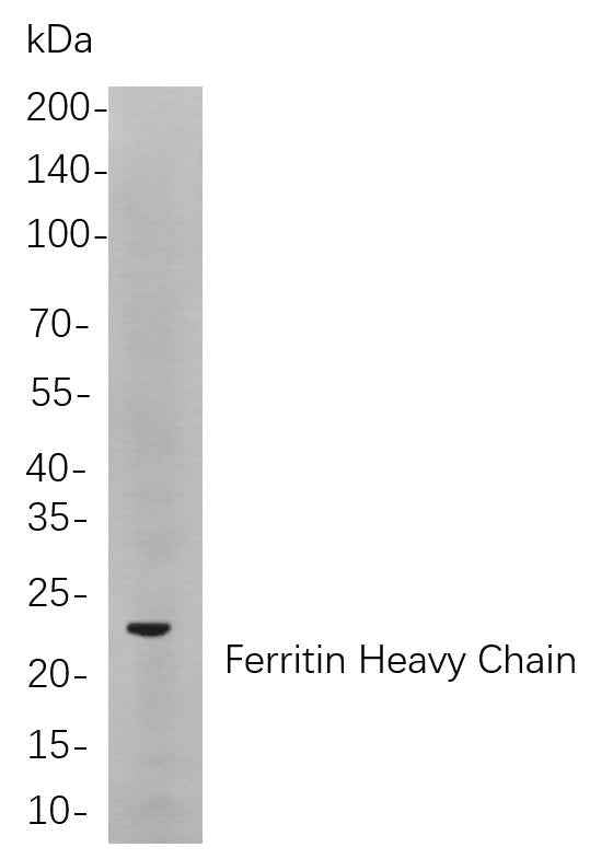 Anti-Human/Mouse/Rat Ferritin heavy chain Antibody [B860]