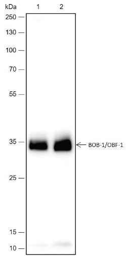 Anti-Human/Mouse BOB-1/OBF-1 Antibody [A428] - ABMIUM