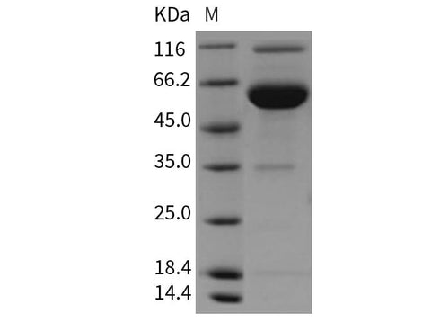 > 85 % as determined by reducing SDS-PAGE.