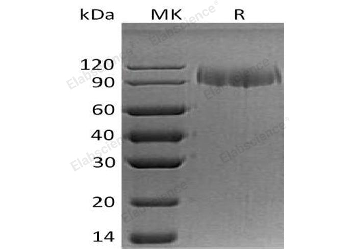> 90 % as determined by reducing SDS-PAGE.