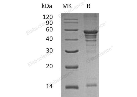 > 90 % as determined by reducing SDS-PAGE.
