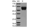 > 97 % as determined by reducing SDS-PAGE.