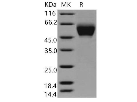 > 97 % as determined by reducing SDS-PAGE.
