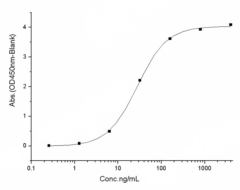 Measured by its binding ability in a functional ELISA. Immobilized human ACE2 protein (Fc tag)(Cat: PKSH031870) at 2 μg/mL (100 μL/well) can bind SARS-CoV-2/2019-nCoV Spike Protein (RBD, His Tag)(Cat: PKSR030519), the EC<sub>50</sub> of SARS-CoV-2/2019-nCoV Spike Protein (RBD, His Tag)(Cat: PKSR030519) is 20-60 ng/mL.