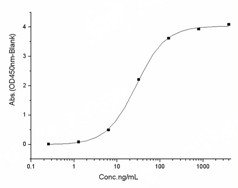 Measured by its binding ability in a functional ELISA. Immobilized human ACE2 protein (Fc tag)(Cat: PKSH031870) at 2 μg/mL (100 μL/well) can bind SARS-CoV-2/2019-nCoV Spike Protein (RBD, His Tag)(Cat: PKSR030519), the EC<sub>50</sub> of SARS-CoV-2/2019-nCoV Spike Protein (RBD, His Tag)(Cat: PKSR030519) is 20-60 ng/mL.