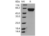 > 97 % as determined by reducing SDS-PAGE.