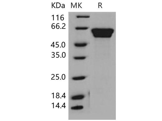 > 97 % as determined by reducing SDS-PAGE.
