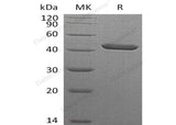 > 95 % as determined by reducing SDS-PAGE.