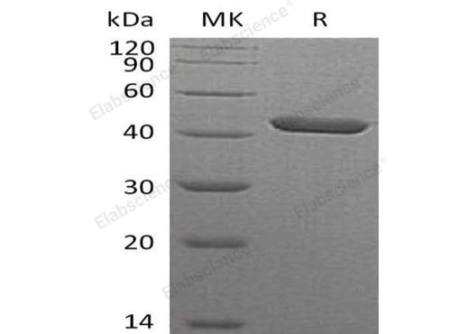 > 95 % as determined by reducing SDS-PAGE.