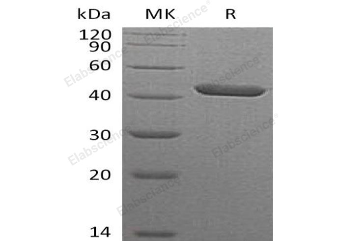 > 95 % as determined by reducing SDS-PAGE.