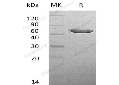 > 92 % as determined by reducing SDS-PAGE.