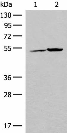 Western blot analysis of K562 cell and Human heart tissue lysates using FECH Polyclonal Antibody at dilution of 1:500