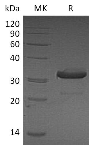 Recombinant Mouse IgG3-Fc Protein - ABMIUM