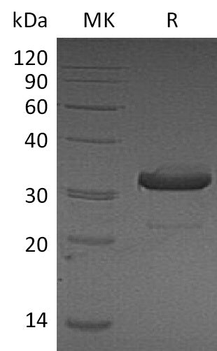 Recombinant Mouse IgG3-Fc Protein - ABMIUM