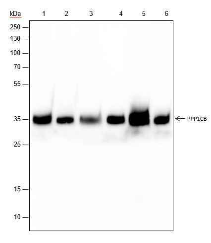 Anti-Human/Rat/Mouse PPP1CB Antibody [A337]