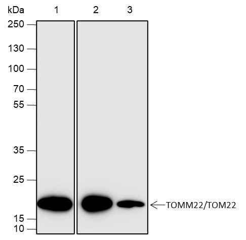 Anti-Human TOMM22/TOM22 Antibody [A665]