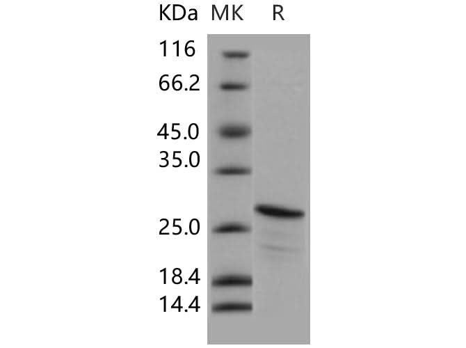> 75 % as determined by reducing SDS-PAGE.