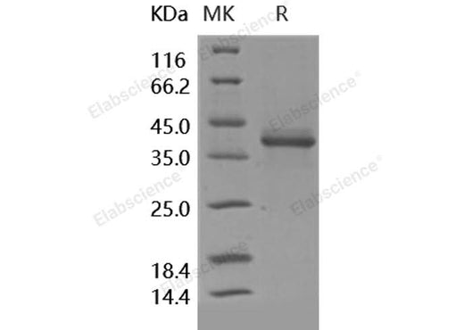 > 95 % as determined by reducing SDS-PAGE.