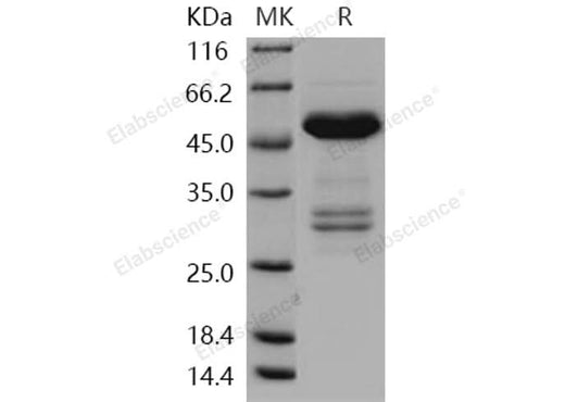 > 84 % as determined by reducing SDS-PAGE.