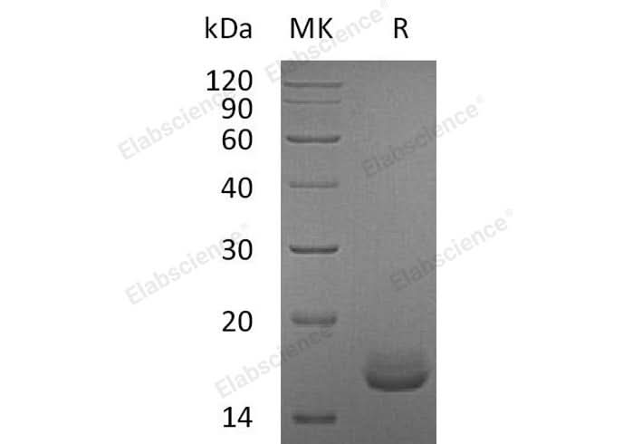 > 95 % as determined by reducing SDS-PAGE.