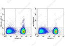 Anti-Human TCR Vα24-Jα18 Antibody [6B11] - ABMIUM