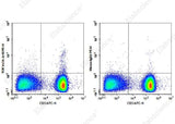 Anti-Human TCR Vα24-Jα18 Antibody [6B11] - ABMIUM
