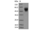 > 95 % as determined by reducing SDS-PAGE.