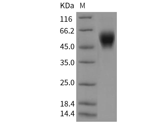 > 95 % as determined by reducing SDS-PAGE.
