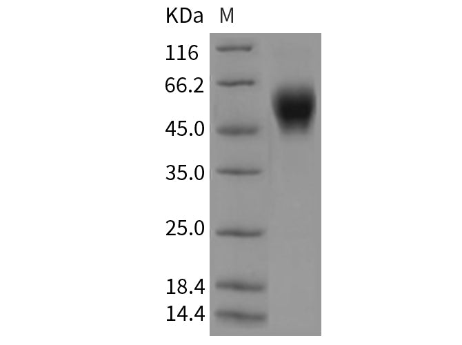 > 95 % as determined by reducing SDS-PAGE.