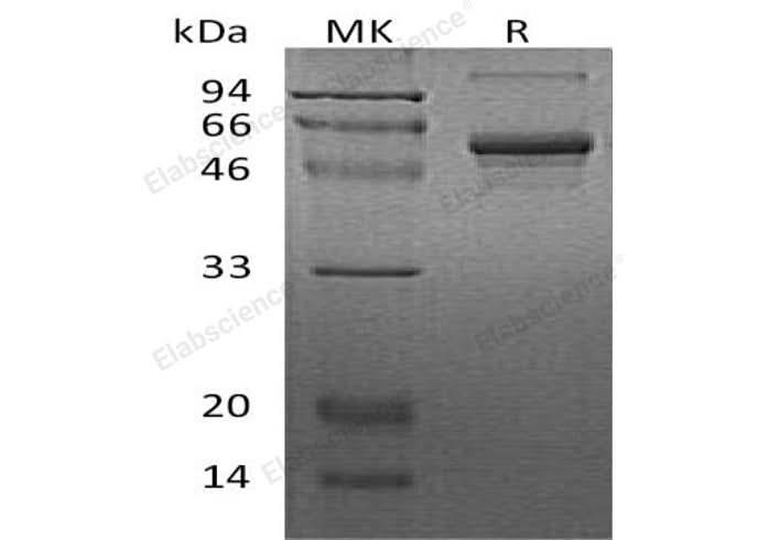 > 80 % as determined by reducing SDS-PAGE.
