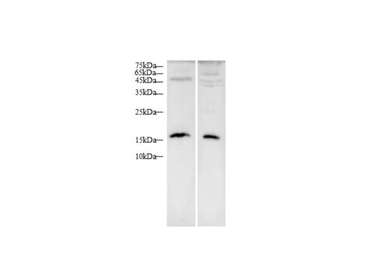 Anti-Mouse/Rat MIγ/CXCL9 Antibody - ABMIUM
