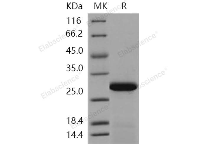 > 95 % as determined by reducing SDS-PAGE.