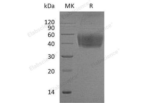 > 97 % as determined by reducing SDS-PAGE.