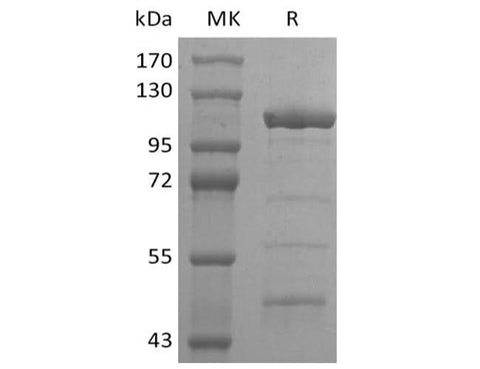 > 80 % as determined by reducing SDS-PAGE.
