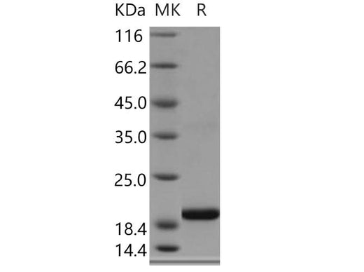 > 97 % as determined by reducing SDS-PAGE.