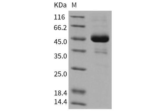 > 90 % as determined by reducing SDS-PAGE.