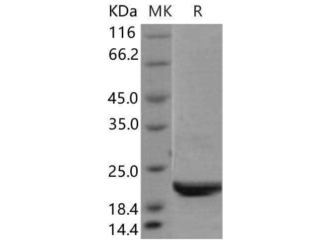 > 93 % as determined by reducing SDS-PAGE.