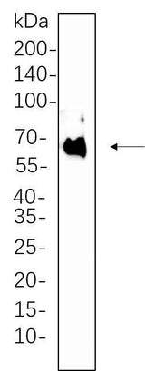 Anti-Human/Mouse/Rat PDPK1 Antibody [B606]