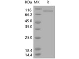 > 95 % as determined by reducing SDS-PAGE.