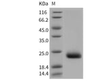 > 97 % as determined by reducing SDS-PAGE.